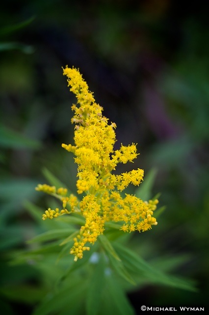 Yellow Flowers of Glacier