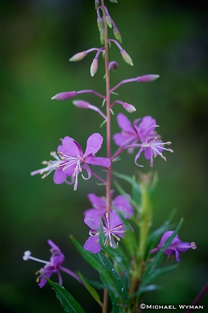 Purple Flowers of Glacier