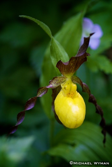 Yellow Lady-Slipper