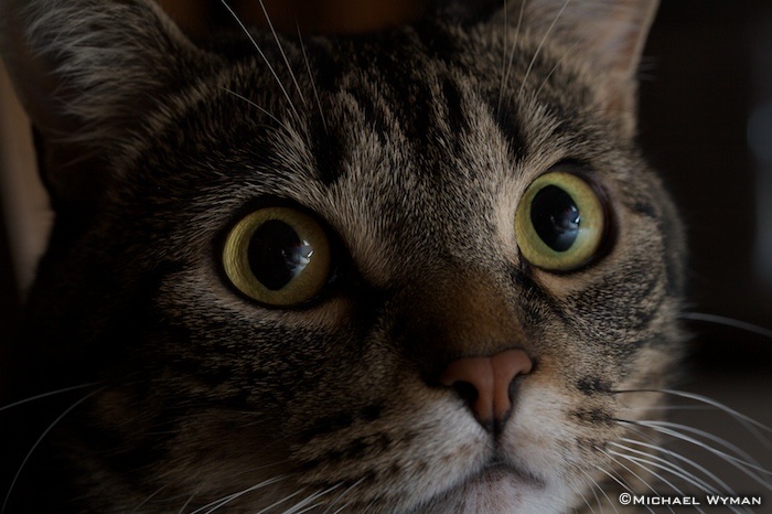 Milo, Close Up