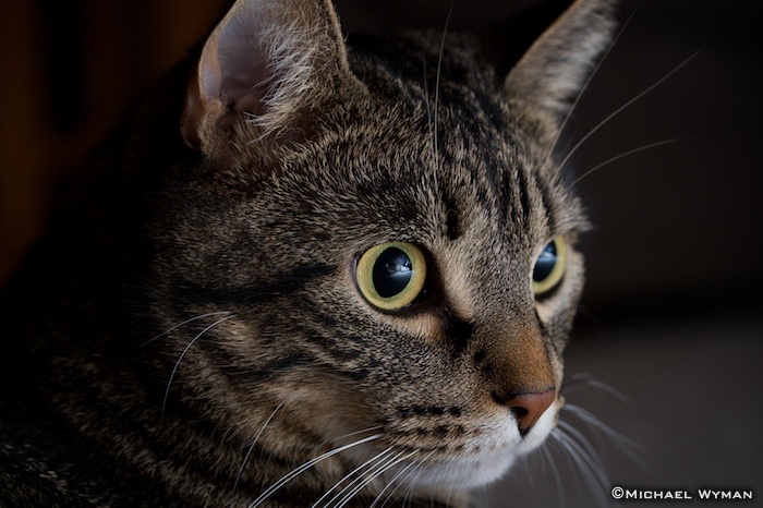 Milo, Close Up (Again)