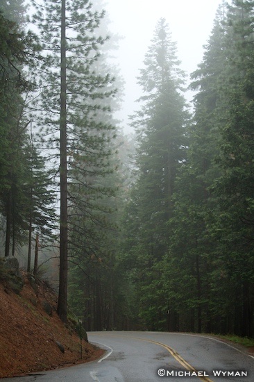 Driving in the Mist