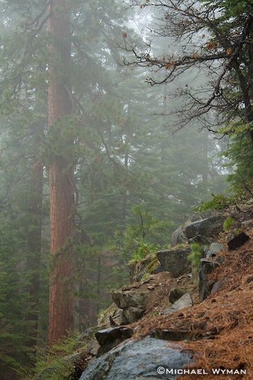 Trees in the Mist