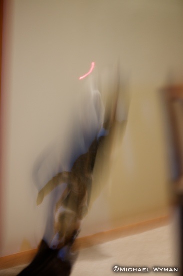 Abstract Cat and Laser Pointer