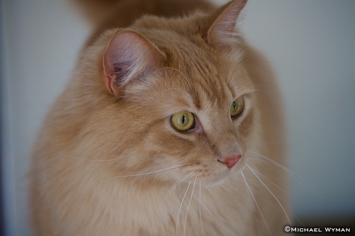 Amadeus Portrait