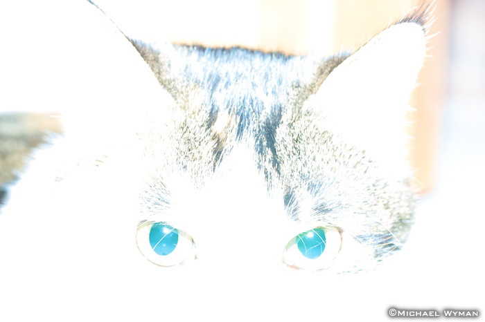 Angel Eyes