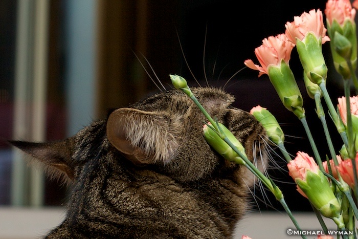 Smelling The Flowers