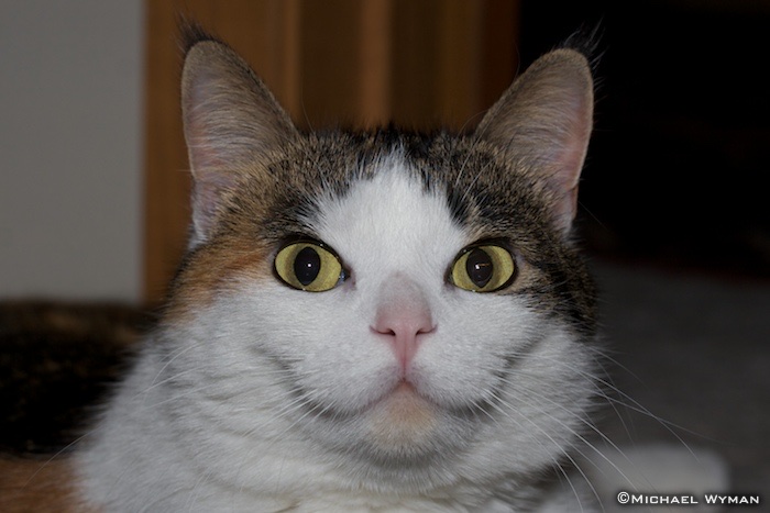 Mousing License Photo
