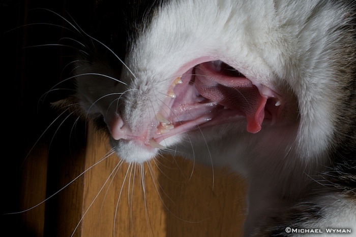 What Big Teeth You Have!