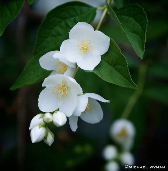Jasmine Blossoms