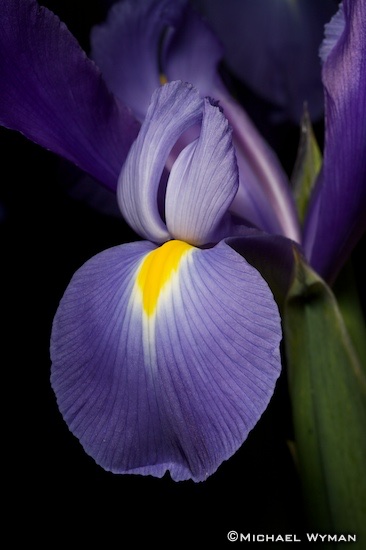 Irises