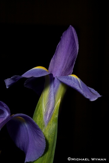 Stiletto Flower