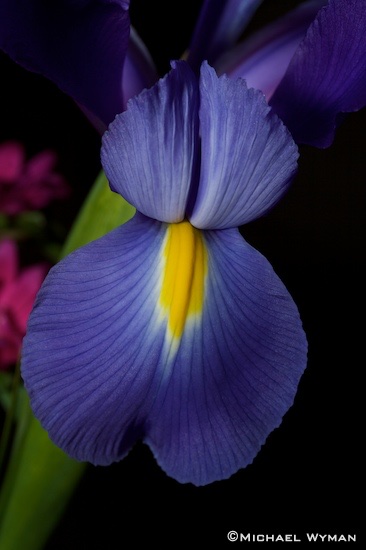 Iris and Friends