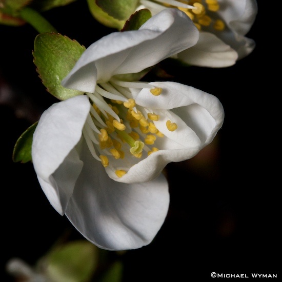 Cherry Blossoms