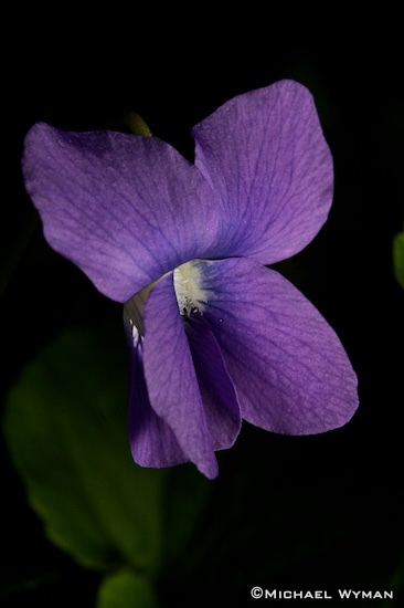 Violets