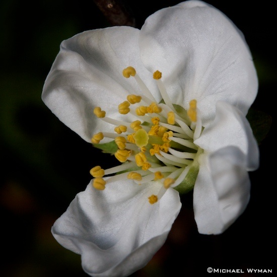 Pollen