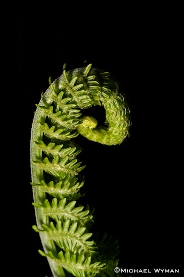 Fern