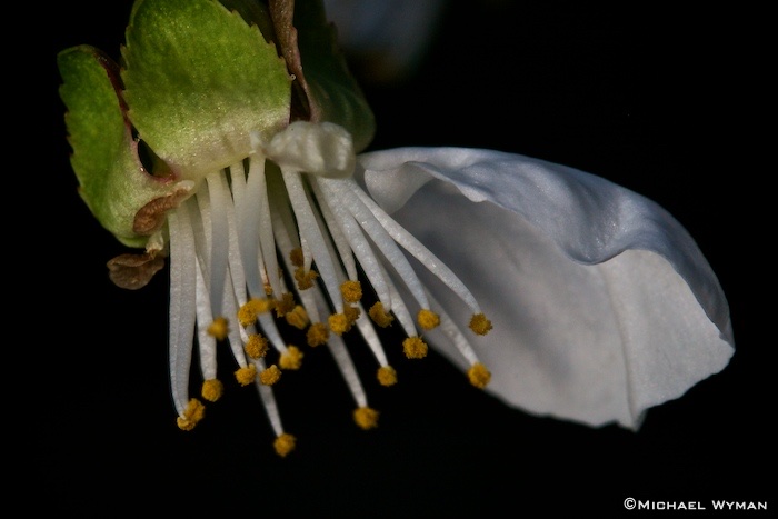 Pollen, Part 2