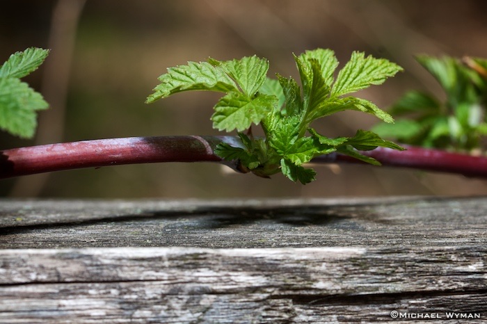 Wood and Vine