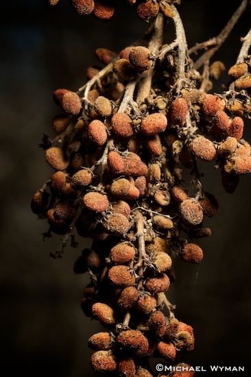 Sumac Berries