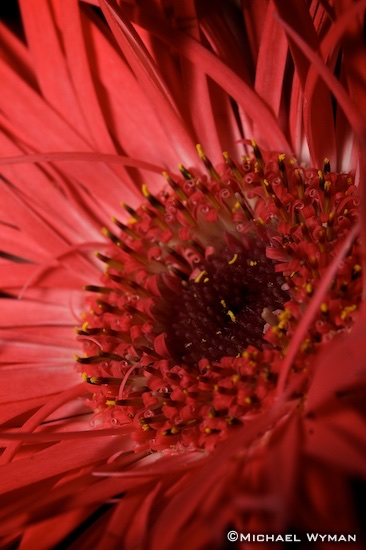 Gerbera Daisy