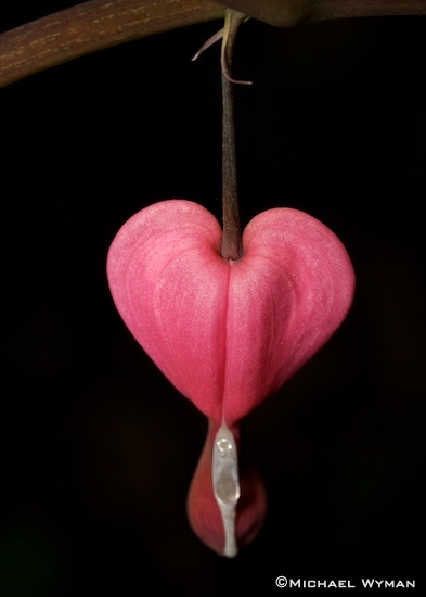 My Lonely Heart