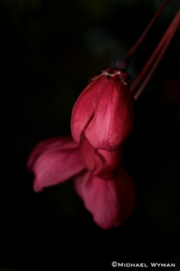 Petals Opening