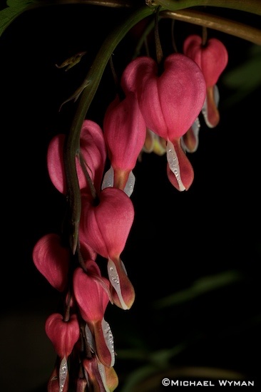 Bleeding Hearts