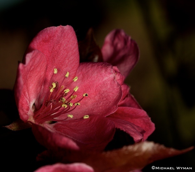Crabapple Pollen