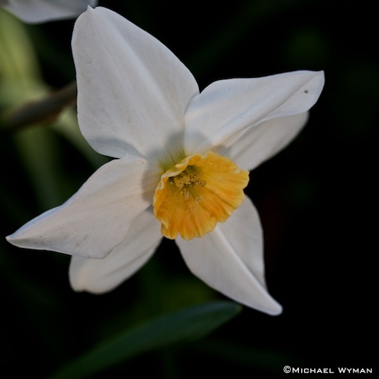 Daffodil