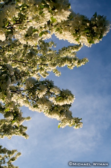 Crabapple Sky