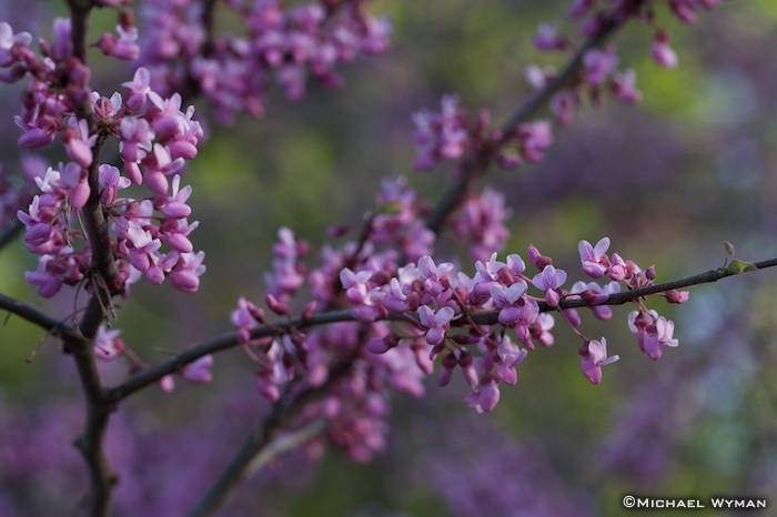 Eastern Redbud Branches