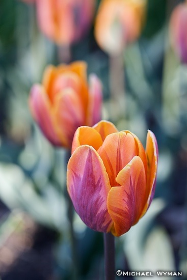 Tulips