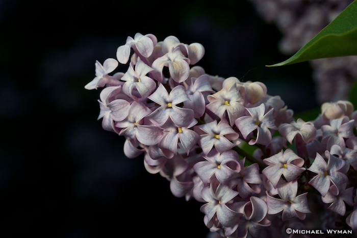 Lilacs