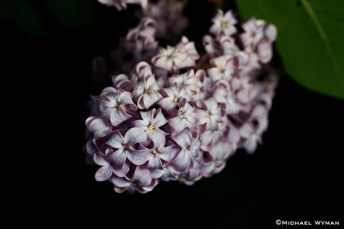Lilacs Revisited