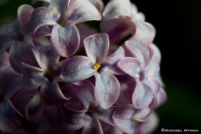 Lilacs Up Close