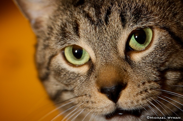 Gus Closeup