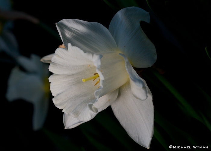 White Daffodil