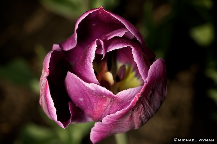 Tulip Closeup