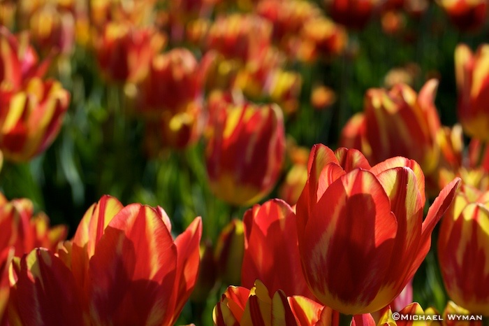 Field of Tulips