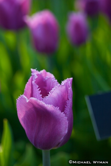 Frazzled Tulip