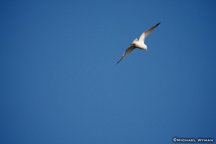 Seagull