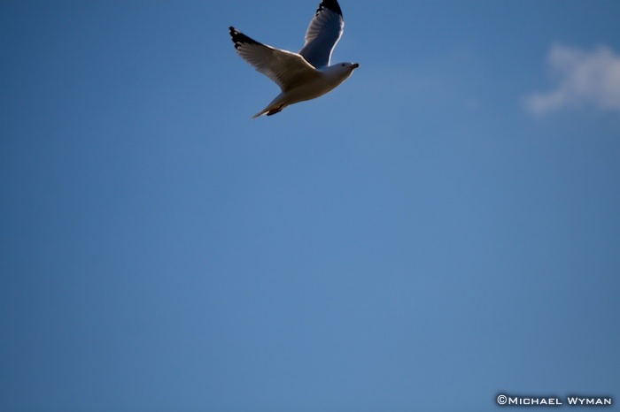 Flight