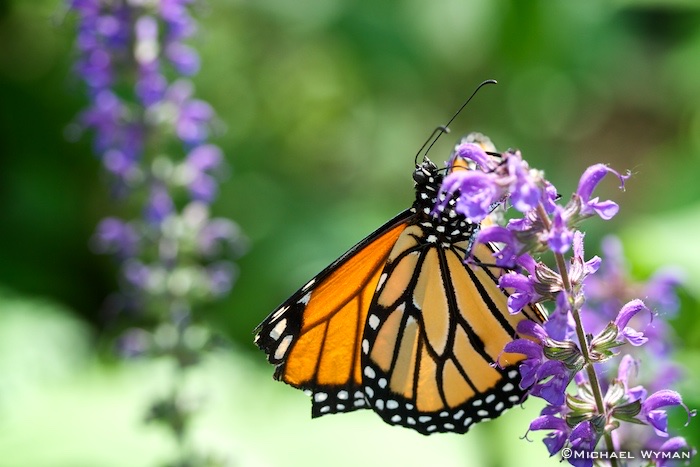 Wounded Monarch Grazing