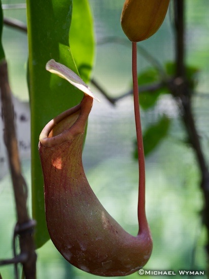 Pot Plant