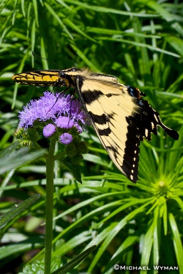 E. Tiger Swallowtail