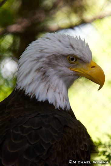Beak