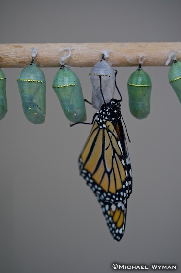 Emerging