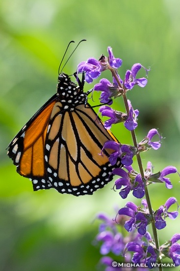 Monarch Portrait