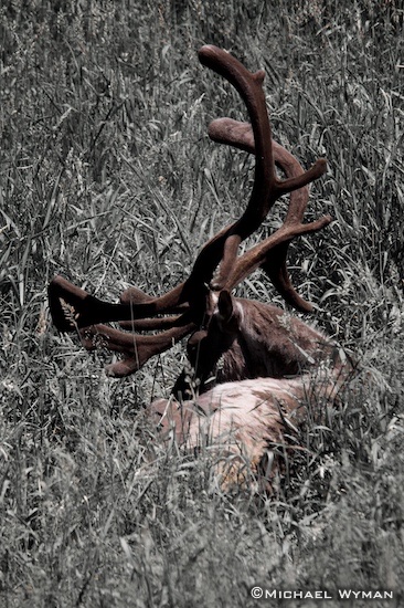 Caribou